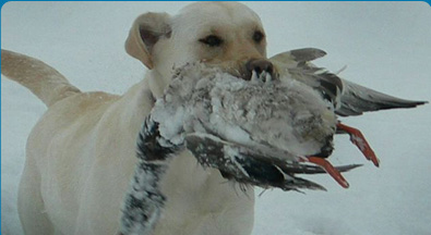 Yellow Lab hunting with bird in mouth