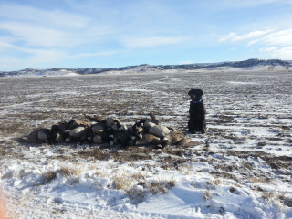 One year old black female labrador sitting in a field with ducks after hunting.
