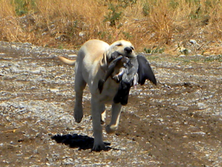 Yellow Labrador carrying hunted bird.