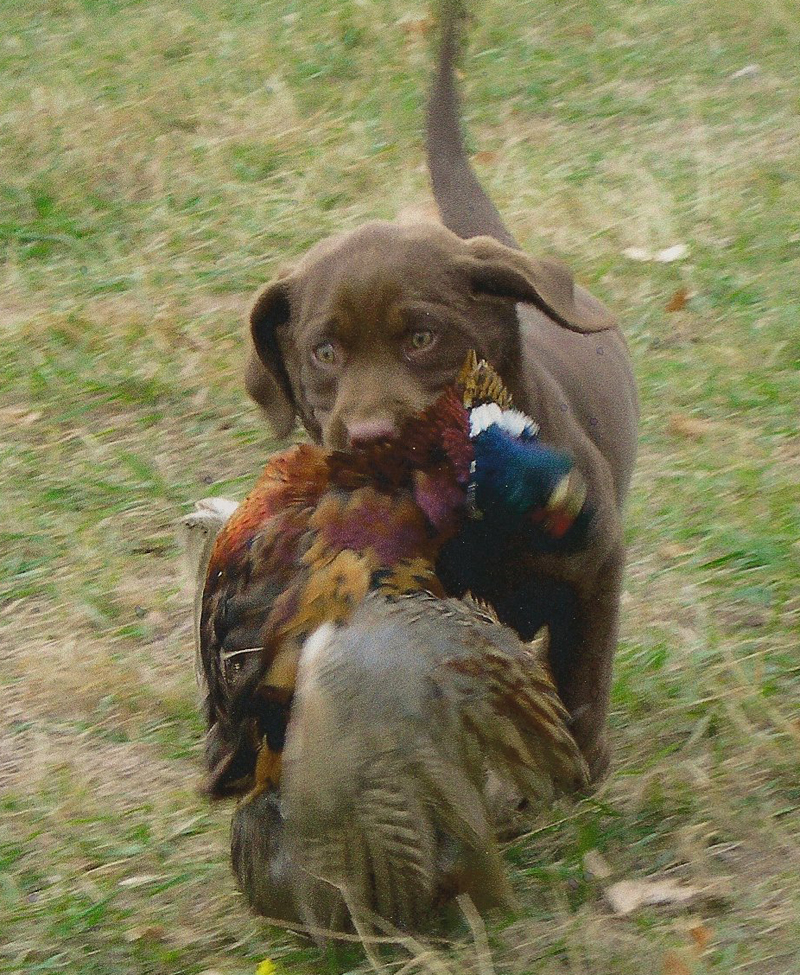 Chocolate Lab carrying duck