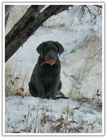 Charcoal Silver Labrador Puppies
