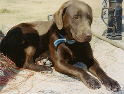 H.C. Milo