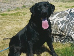 Diamond R Winchester "Chester"