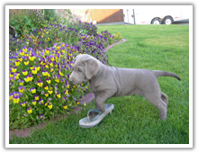 Silver Labrador Puppies