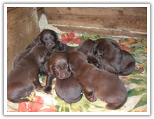 Chocolate Labrador Puppies