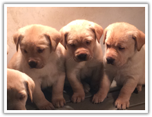 More Yellow Labrador Puppies