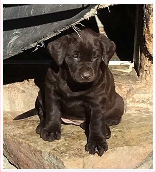 Chocolate Lab Puppy
