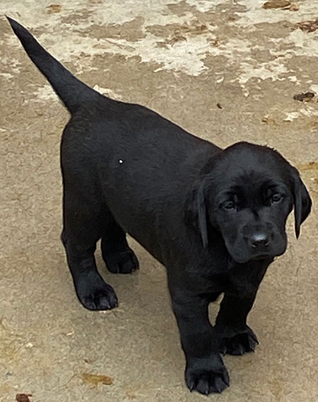 Black/Yellow Labrador Puppies