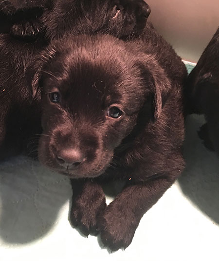 Chocolate Labrador Puppies