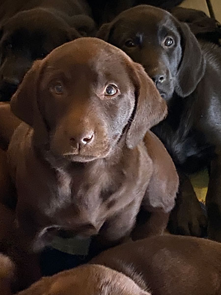 Chocolate Lab Puppy