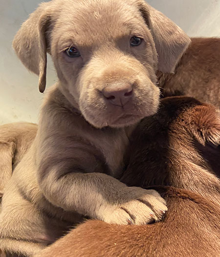 Silver Labrador Puppies