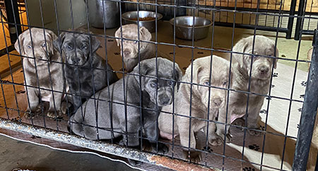 Charcoal Silver Labrador Puppies