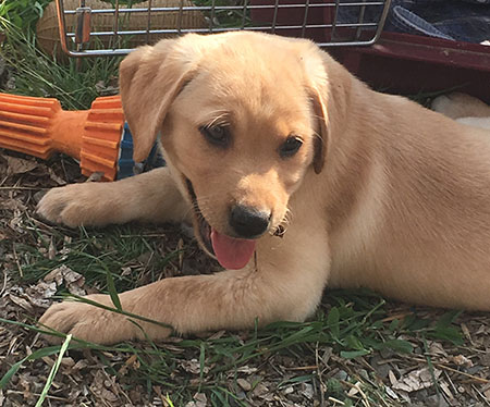 More Yellow Labrador Puppies