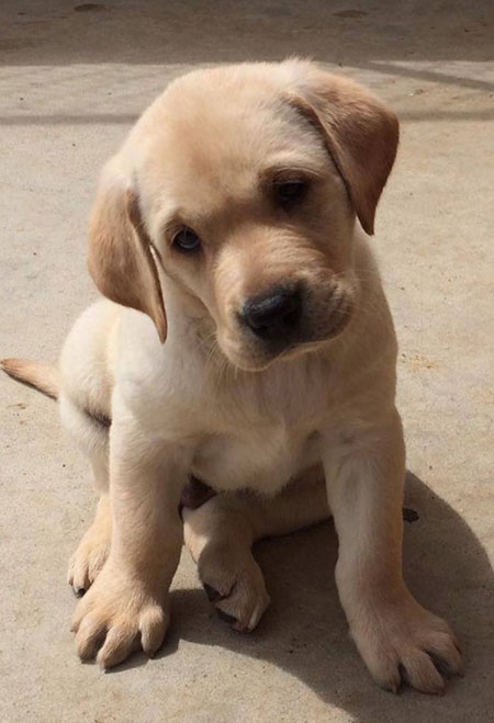 Yellow Labrador Puppies