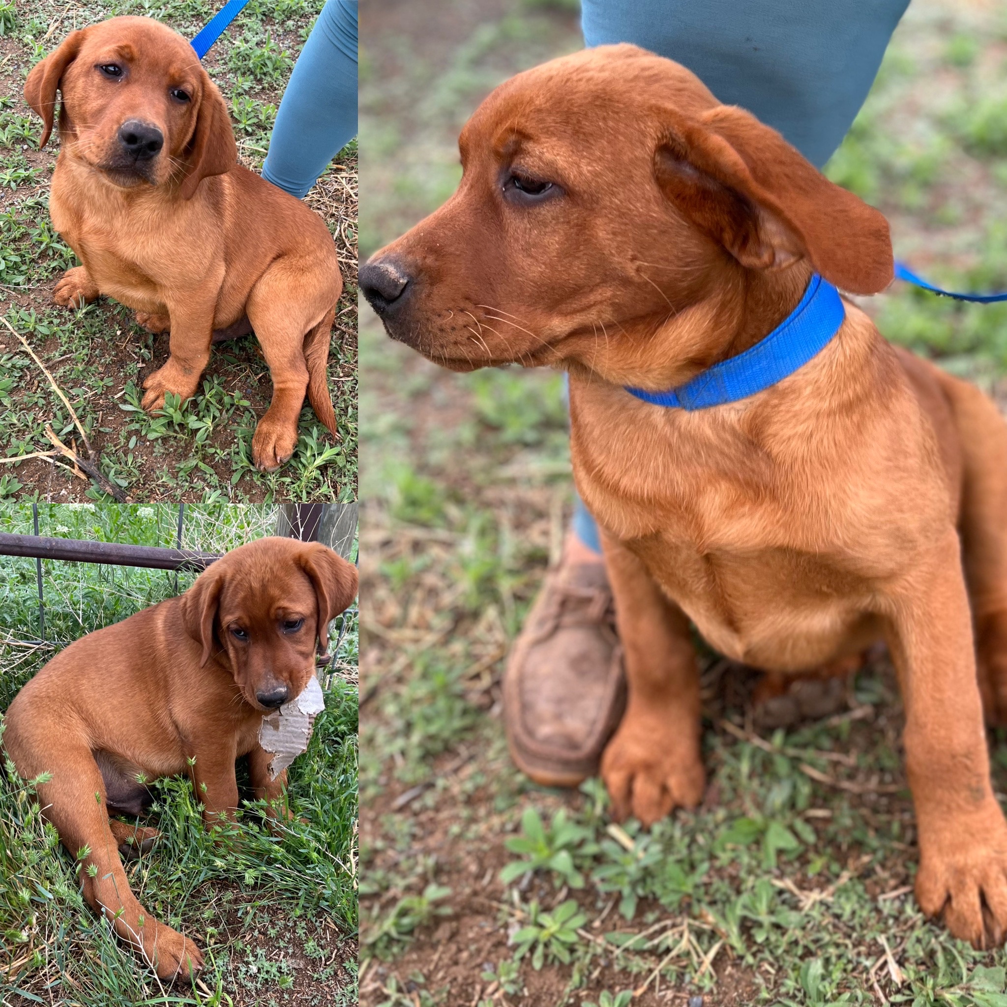 Yellow Labrador Puppies